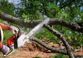 Best Tree Risk Assessment  in Port Oconnor, TX