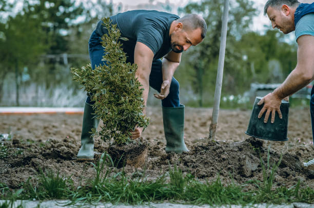 Best Lawn Renovation and Restoration  in Port Oconnor, TX