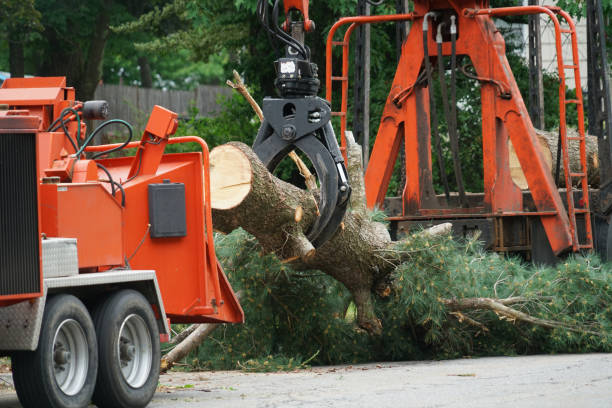 Best Hedge Trimming  in Port Oconnor, TX