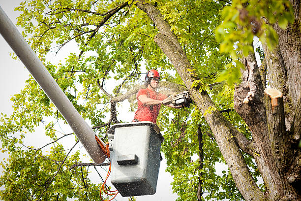 Best Tree Mulching  in Port Oconnor, TX