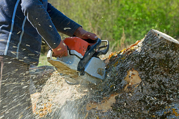 Best Lawn Drainage Solutions  in Port Oconnor, TX